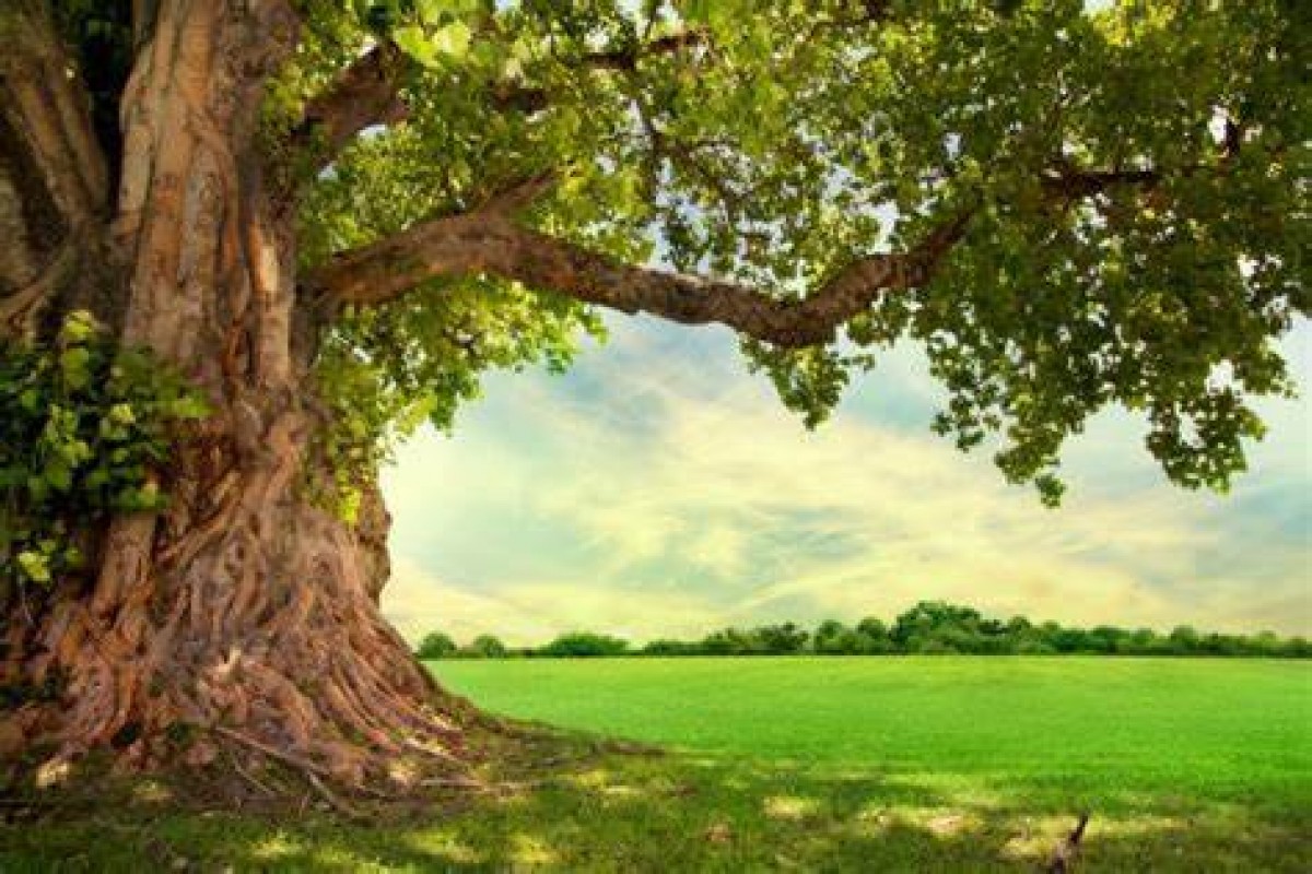 (ISO 14001:2015) نظام ادارة البيئة